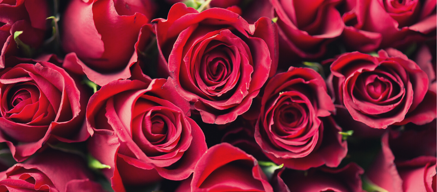 WHY THE ROSE FLOWER TOY CAN BE PERFECT FOR YOU?